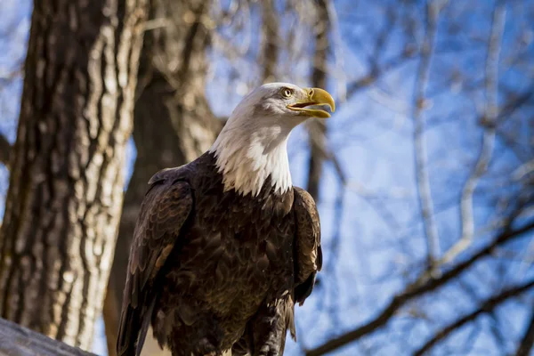 Águia calva americana na árvore — Fotografia de Stock