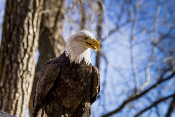 Aquila calva americana nell'albero — Foto Stock