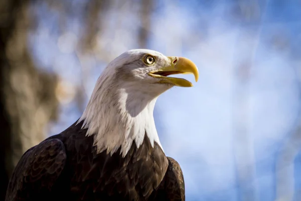 American Bald Eagle di pohon — Stok Foto