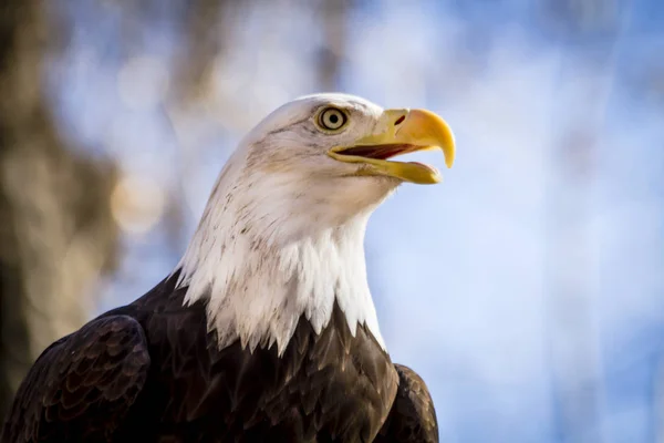 ツリーでアメリカの白頭鷲 — ストック写真