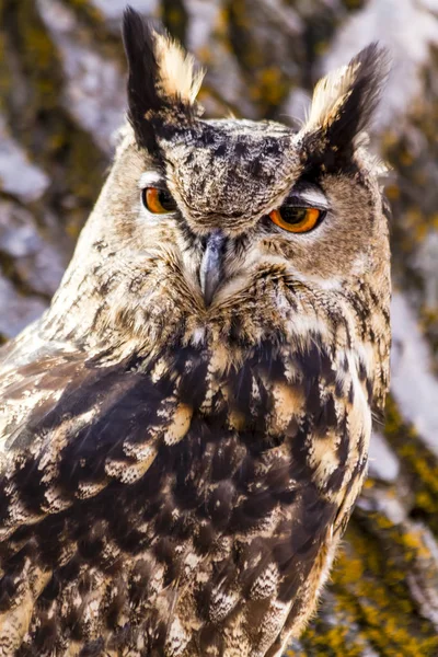 Eurasian Eagle Owl on tree branch — Stock Photo, Image