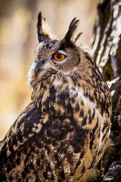 Eurasian Eagle Owl on tree branch — Stock Photo, Image