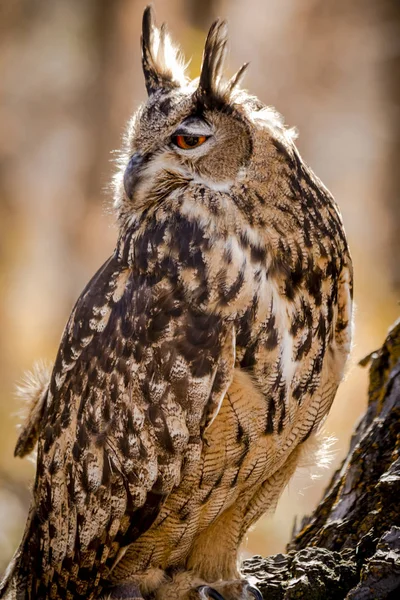 Eurasian Eagle Owl on tree branch — Stock Photo, Image