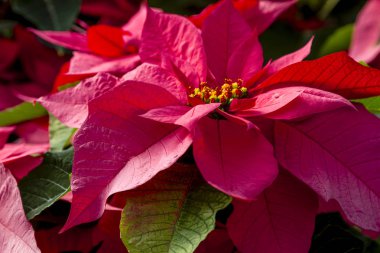 Geleneksel kırmızı poinsettias Noel çiçekli bitki