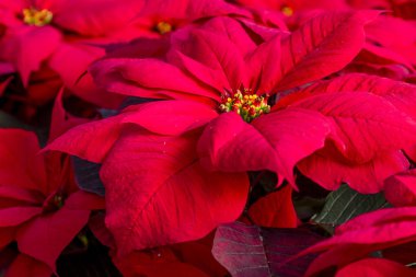 Geleneksel kırmızı poinsettias Noel çiçekli bitki