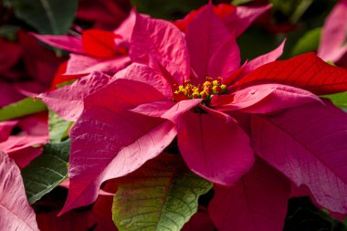 Geleneksel kırmızı poinsettias Noel çiçekli bitki