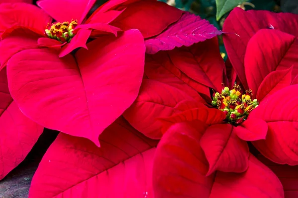 Traditional red poinsettias Christmas flowering plant — Stock Photo, Image