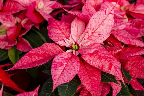 Tradicional vermelho poinsettias Natal floração planta — Fotografia de Stock