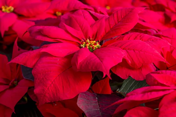 Poinsettias rojas tradicionales Planta con flores de Navidad — Foto de Stock