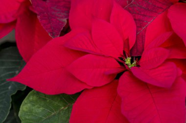Geleneksel kırmızı poinsettias Noel çiçekli bitki