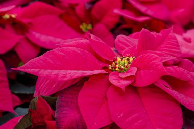Geleneksel kırmızı poinsettias Noel çiçekli bitki