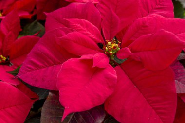 Geleneksel kırmızı poinsettias Noel çiçekli bitki