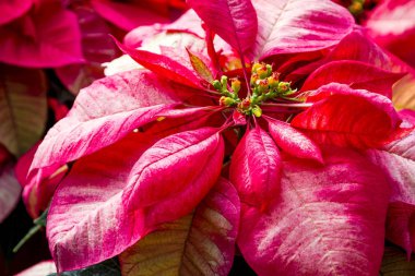 Geleneksel kırmızı poinsettias Noel çiçekli bitki