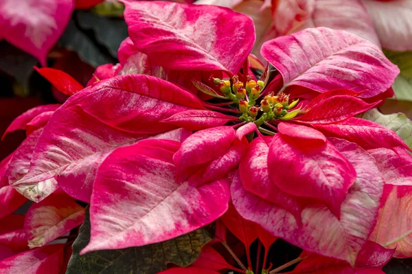 Posettes rouges traditionnelles Plante à fleurs de Noël — Photo