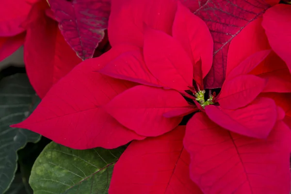 Poinsettias rojas tradicionales Planta con flores de Navidad —  Fotos de Stock