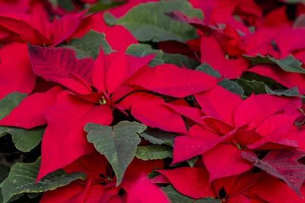 Geleneksel kırmızı poinsettias Noel çiçekli bitki — Stok fotoğraf