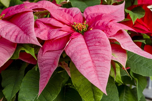 Tradiční červené vánoční hvězdy vánoční kvetoucí rostlina — Stock fotografie