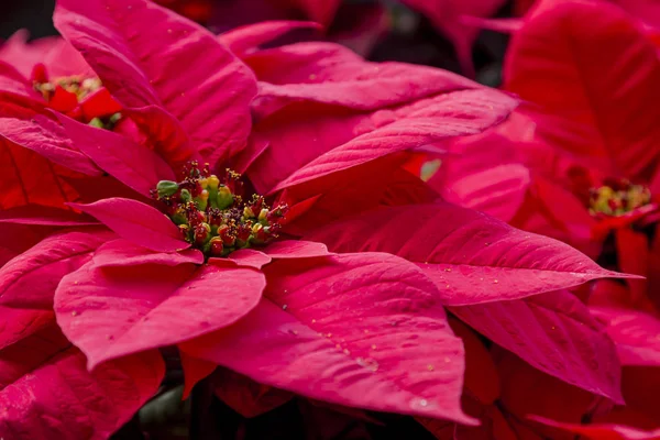 Traditionelle Weihnachtssterne Weihnachten blühende Pflanze — Stockfoto