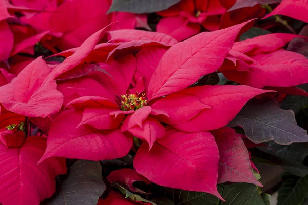 Hagyományos vörös poinsettias karácsonyi virágos növény — Stock Fotó