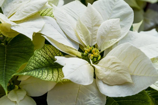 Posettes rouges traditionnelles Plante à fleurs de Noël — Photo