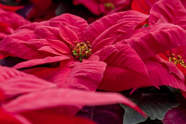 Tradicional vermelho poinsettias Natal floração planta — Fotografia de Stock