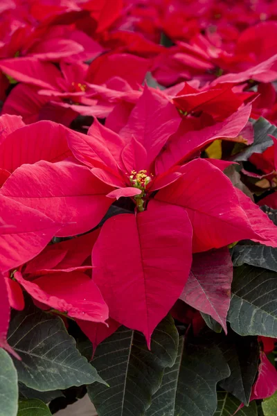 Geleneksel kırmızı poinsettias Noel çiçekli bitki — Stok fotoğraf