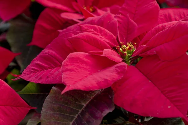 Traditionele rode Poinsettia kerst bloeiende plant — Stockfoto