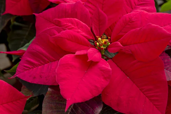 Poinsettias rojas tradicionales Planta con flores de Navidad —  Fotos de Stock