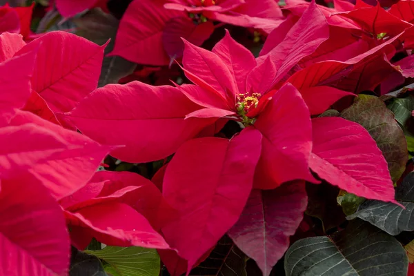 Traditionella röda julstjärnor jul blommande växt — Stockfoto