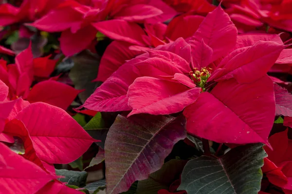 Geleneksel kırmızı poinsettias Noel çiçekli bitki — Stok fotoğraf