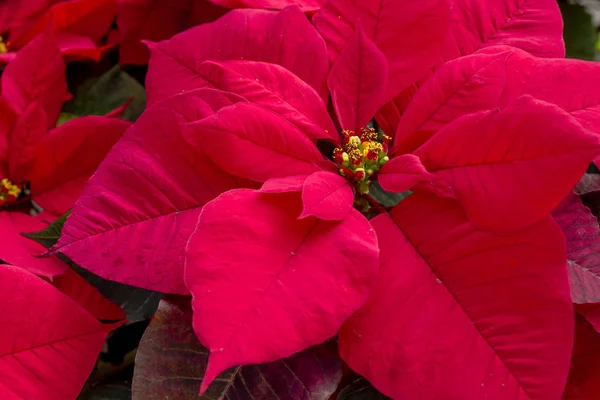 Traditionella röda julstjärnor jul blommande växt — Stockfoto