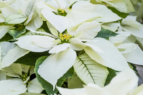 Poinsettias rojas tradicionales Planta con flores de Navidad —  Fotos de Stock