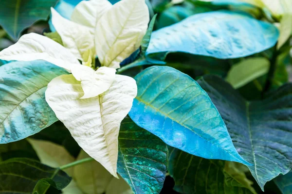 Traditional red poinsettias Christmas flowering plant — Stock Photo, Image