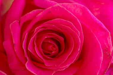 İçinde pembe Gül, kapat