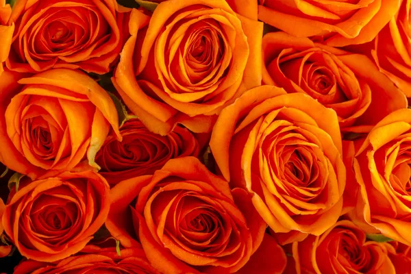 Bunch of orange rose blooms — Stock Photo, Image