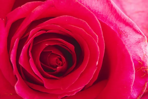 Close up of inside of pink rose — Stock Photo, Image