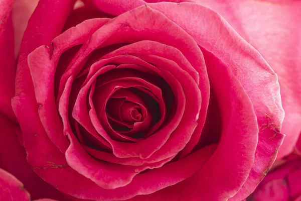 粉红色玫瑰的内部关闭 — 图库照片