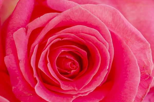 Close up of inside of pink rose — Stock Photo, Image