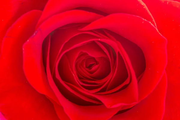Close up van binnenkant rood rose — Stockfoto
