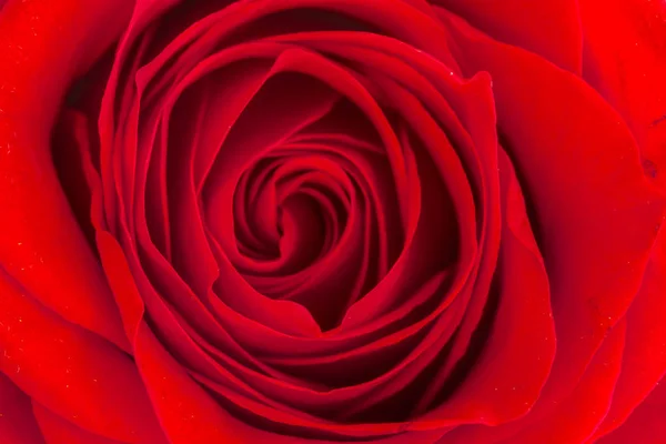 Close up of inside of red rose — Stock Photo, Image