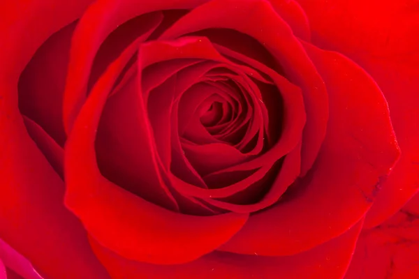 Close up of inside of red rose — Stock Photo, Image