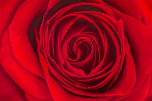Close up of inside of red rose — Stock Photo, Image