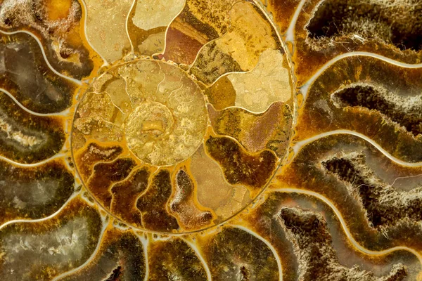 Abstract of petrified ammonite — Stock Photo, Image