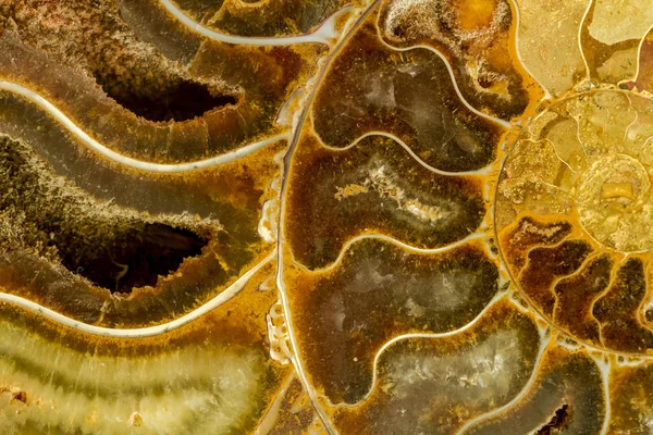 Estratto di ammonite pietrificata — Foto Stock