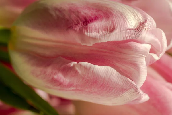 Tulipanes rosa claro a la luz del sol —  Fotos de Stock