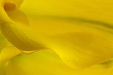Makro fotoğraflar sarı calla lily çiçek