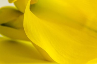 Makro fotoğraflar sarı calla lily çiçek