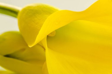 Makro fotoğraflar sarı calla lily çiçek
