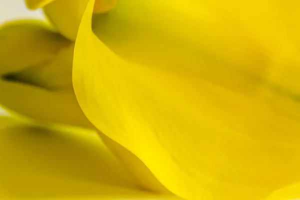 Macro foto van gele calla lelie bloemen — Stockfoto