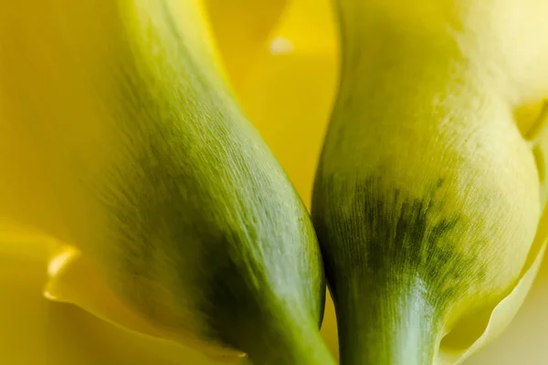 Macro foto van gele calla lelie bloemen — Stockfoto